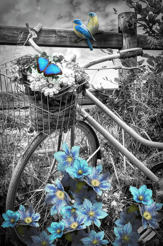 Barns Art Print featuring the photograph Summer Breeze on a Bicycle Black and White with Blue Color Selec by Debra and Dave Vanderlaan