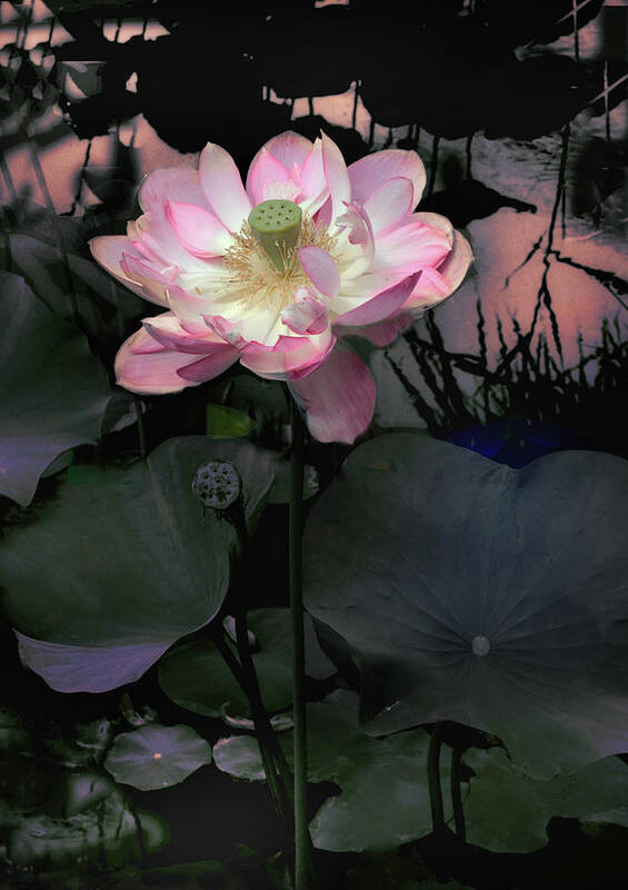 Lotus Art Print featuring the photograph Sunset Blush by Jessica Jenney