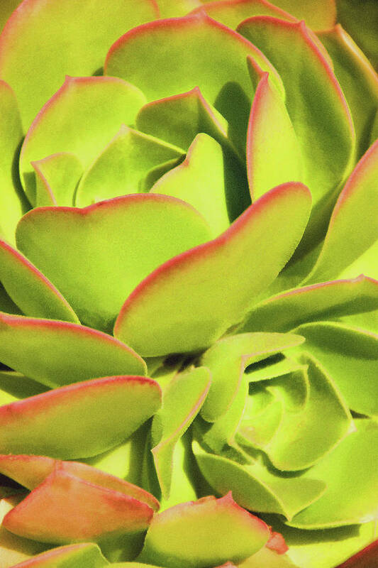 Hen And Chicks Art Print featuring the photograph Sweet Succulents I by Leda Robertson
