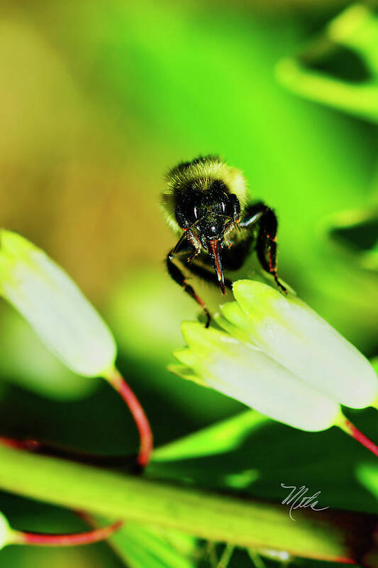 Macro Photography Art Print featuring the photograph The bees knees by Meta Gatschenberger