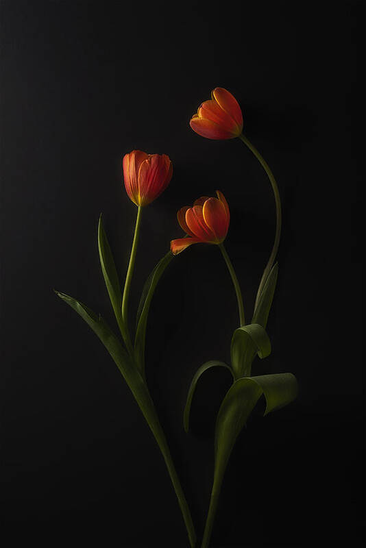 Tulips Art Print featuring the photograph Three Tulips by Lydia Jacobs