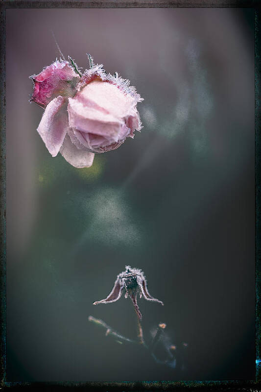 Frost
Rose
 Pink
Dreamy
Artistiv
 Impressionistic
Soft
 Dreamlike
Vision Art Print featuring the photograph Transience by Katarina Holmstrm