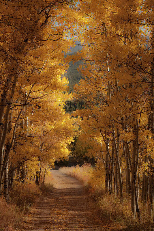 Outdoors Art Print featuring the photograph Tree Lined Country Road In Autumn by Archive Graphics Llc
