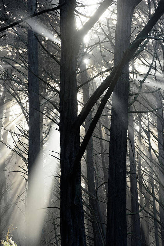 Fog Art Print featuring the photograph Trees and Fog by Janet Kopper