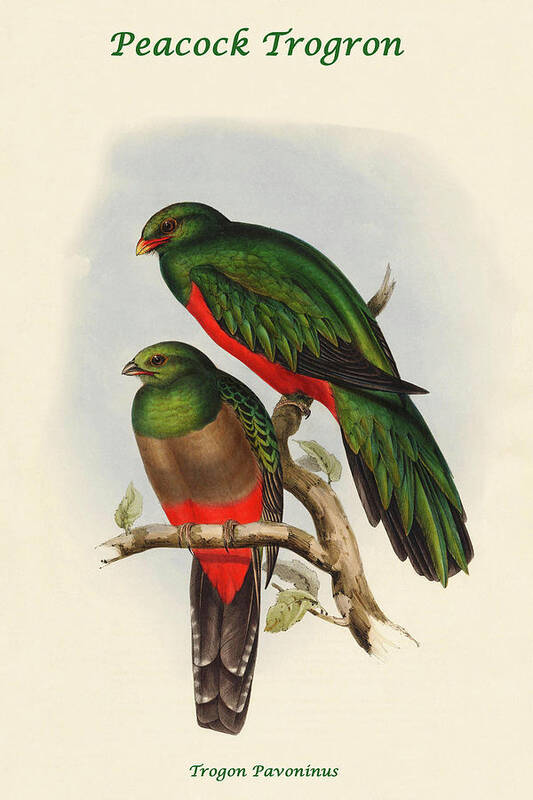 Aves Art Print featuring the painting Trogon Pavoninus - Peacock Trogron by John Gould