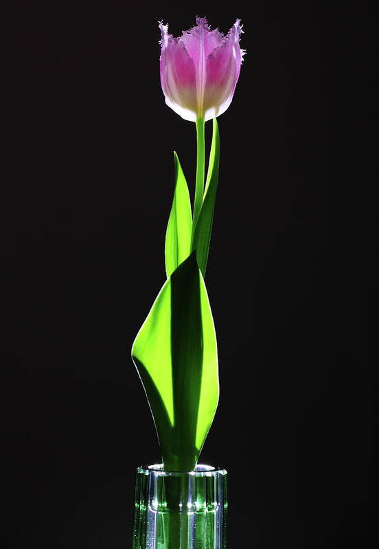 Vase Art Print featuring the photograph Tulip Flower In Thin Crystal Vase by Copyright Crezalyn Nerona Uratsuji