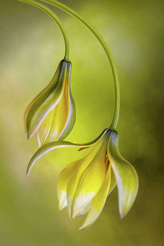 Bokeh Art Print featuring the photograph Tulipa by Mandy Disher