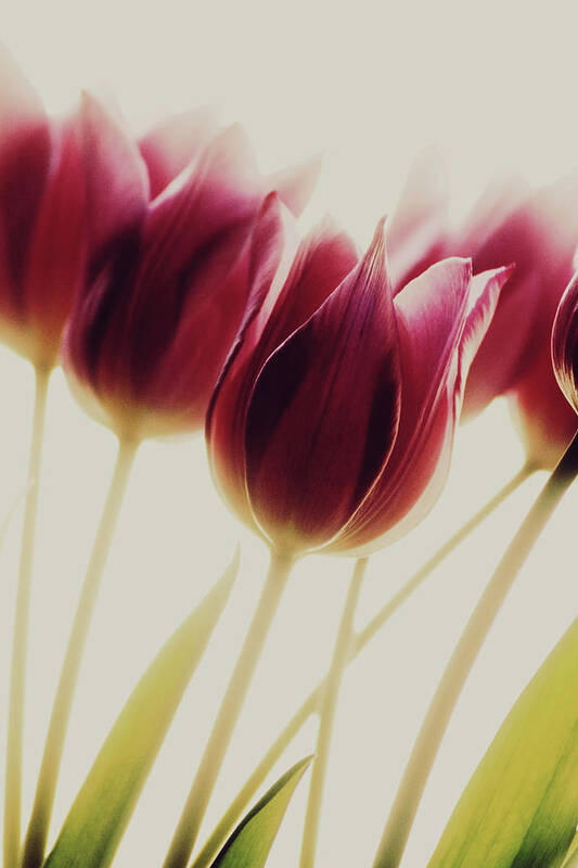 Flower Art Print featuring the photograph Tulips by Rosalinde Philippin-lipscomb