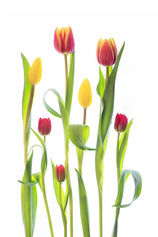 Spring Art Print featuring the photograph Tulips by Sharon Williams