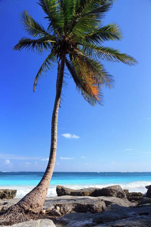 Scenics Art Print featuring the photograph Tulum Mexico Single Tree On Beach by Maria Swärd