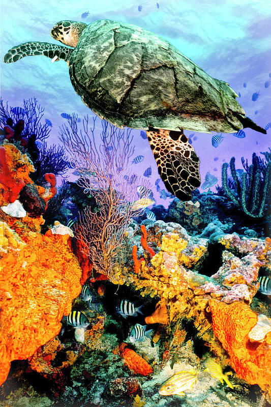 Cove Art Print featuring the photograph Turtle at the Reef Deep Colors by Debra and Dave Vanderlaan