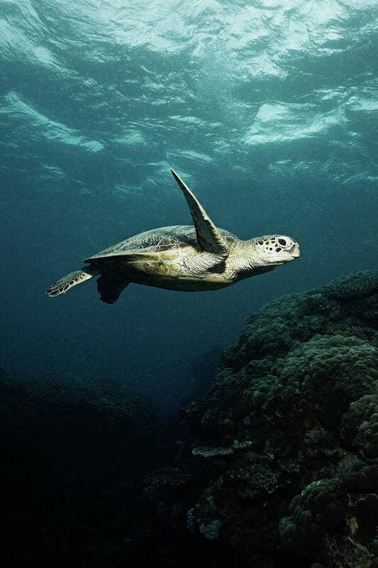 Underwater Art Print featuring the photograph Turtle by Underwater Graphics