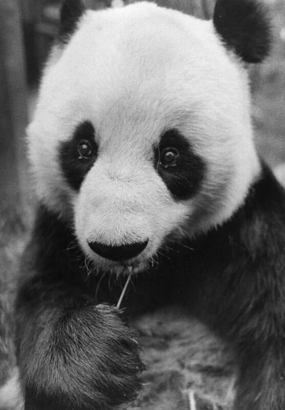 Panda Art Print featuring the photograph Two Black Eyes by Evening Standard