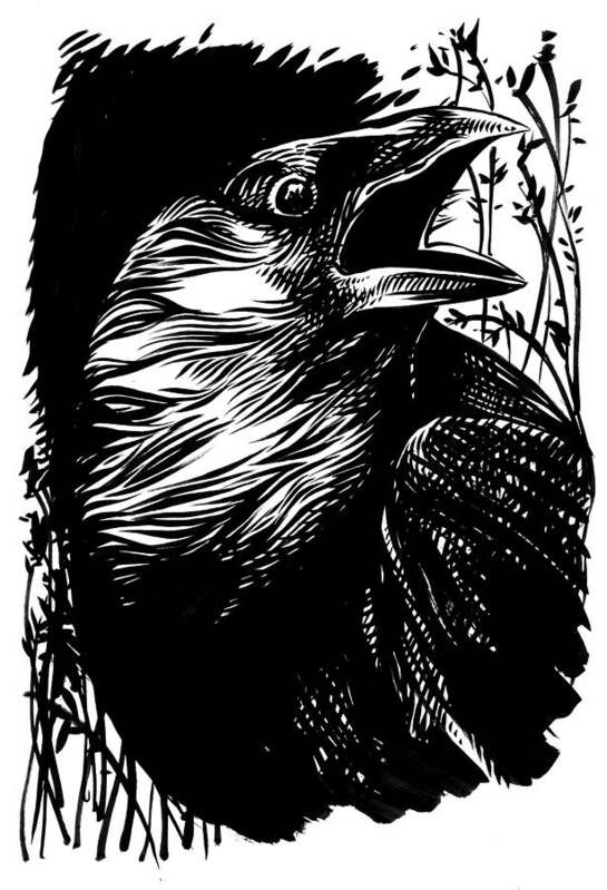 Eagle Art Print featuring the drawing Wild #2 by Enrique Zaldivar