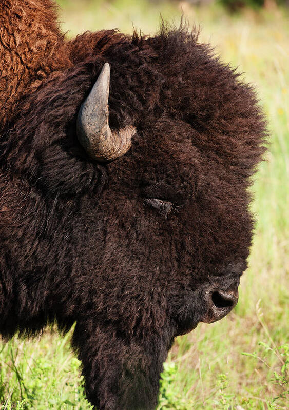 Horned Art Print featuring the photograph Usa, South Dakota, American Bison Bison by Tetra Images