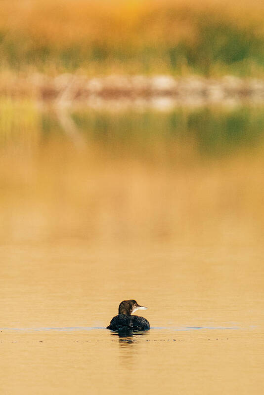 Animals Art Print featuring the photograph View From Behind Of A Common Loon On A Calm Lake In The Morning by Cavan Images