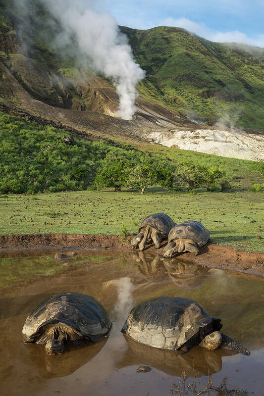 Animal Art Print featuring the photograph Volcan Alcedo Giant Tortoises At Wallow by Tui De Roy