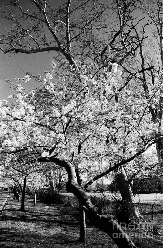 Cherry Blossoms Art Print featuring the photograph Washington Springtime No.1 by Steve Ember