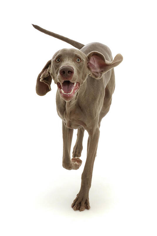 Animal Art Print featuring the photograph Weimaraner Running by Mark Taylor