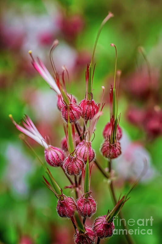 Welsh Plant Art Print featuring the photograph Welsh Flower by Adrian Evans