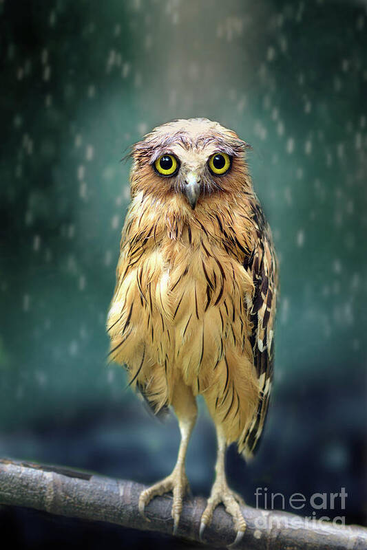 Animal Themes Art Print featuring the photograph Wet Owl by Sham Jolimie