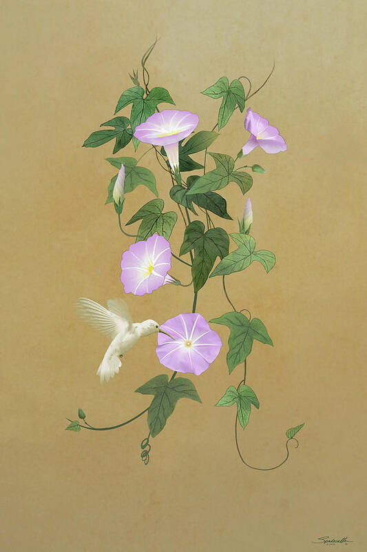 Bird Art Print featuring the digital art White Hummingbird and Morning Glory Vine by M Spadecaller