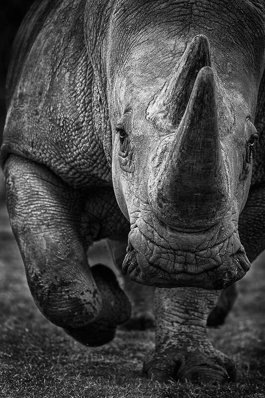 Rhino Art Print featuring the photograph White Rhino On The Run! by Ali Khataw