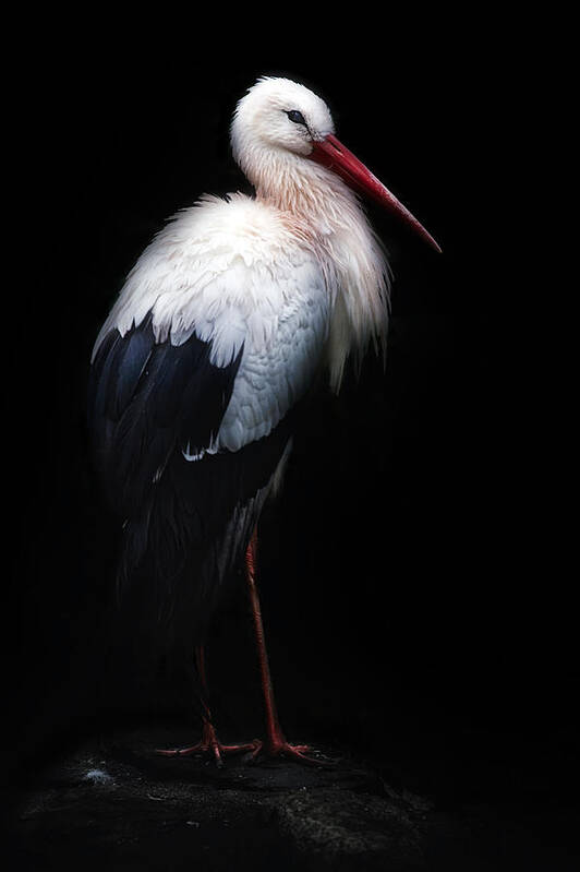 No Background Art Print featuring the photograph White Stork Portrait by Santiago Pascual Buye