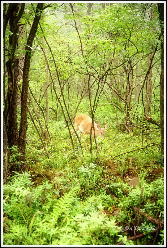 White-tailed Deer Art Print featuring the photograph White-tailed Deer in a Misty, Pennsylvania Forest by A Macarthur Gurmankin