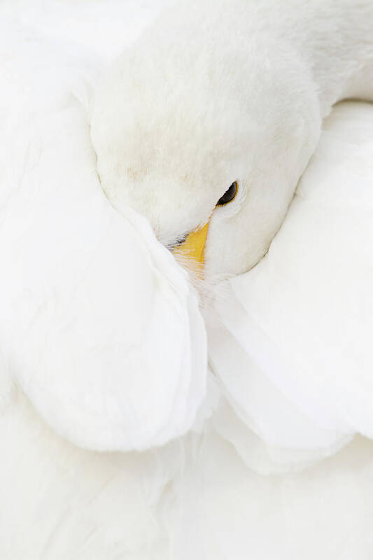 Hokkaido Art Print featuring the photograph Whooper Swan Wrapped In Wing by Pixelchrome Inc