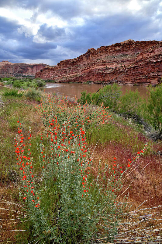 Highway 128 Art Print featuring the photograph Wildflowers along Colorado River and Highway 128 by Ray Mathis