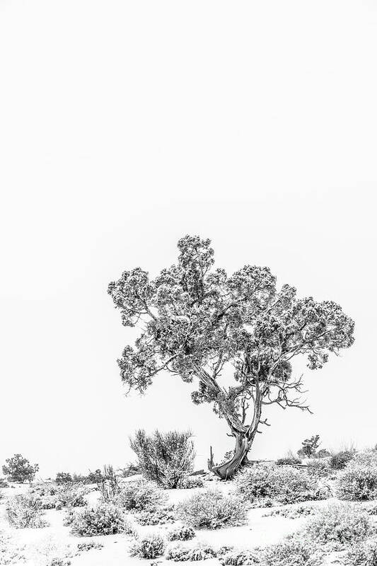 Tree Art Print featuring the photograph Winter Bonsai by Melissa Lipton