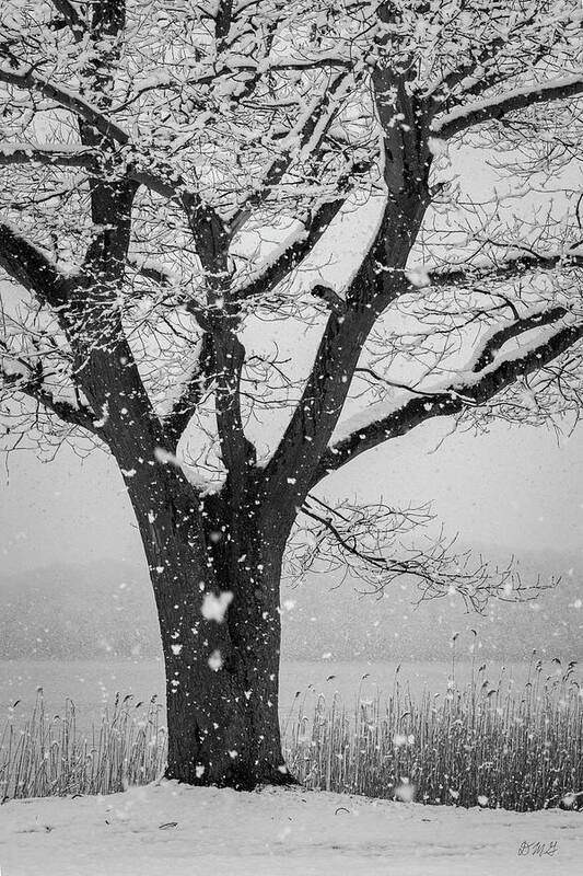 Snow Art Print featuring the photograph Winter Landscape IX BW by David Gordon