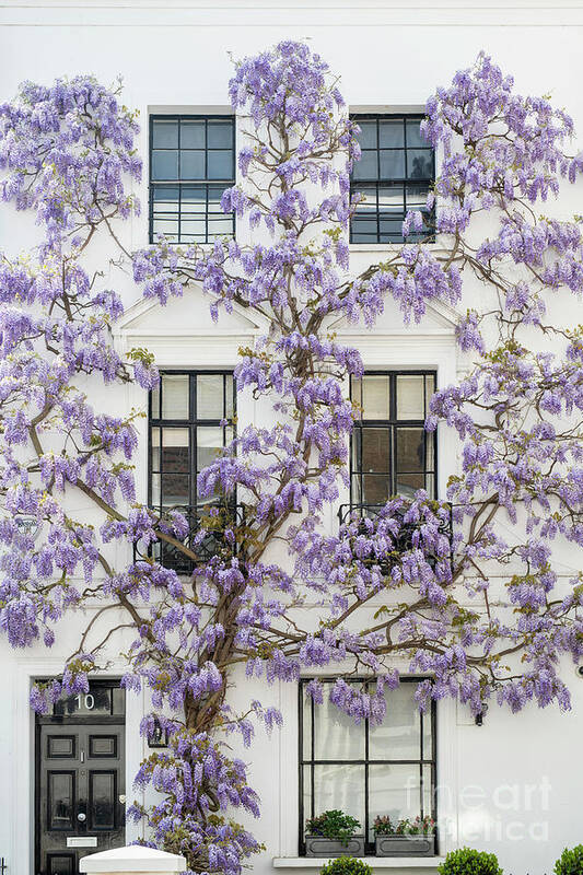Wisteria Sinensis Art Print featuring the photograph Wisteria in Canning Place Kensington by Tim Gainey
