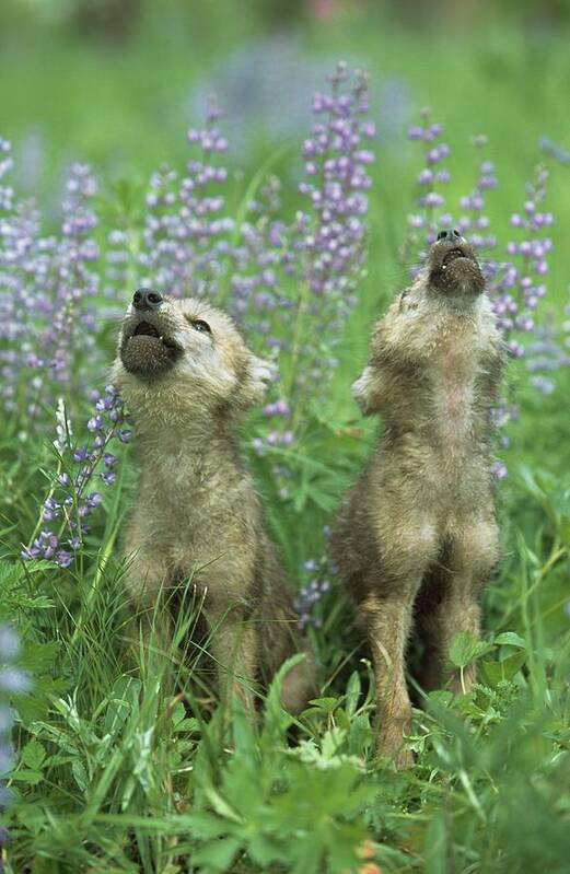 Scenics Art Print featuring the photograph Wolf Puppies Howling In Meadow by Design Pics / David Ponton