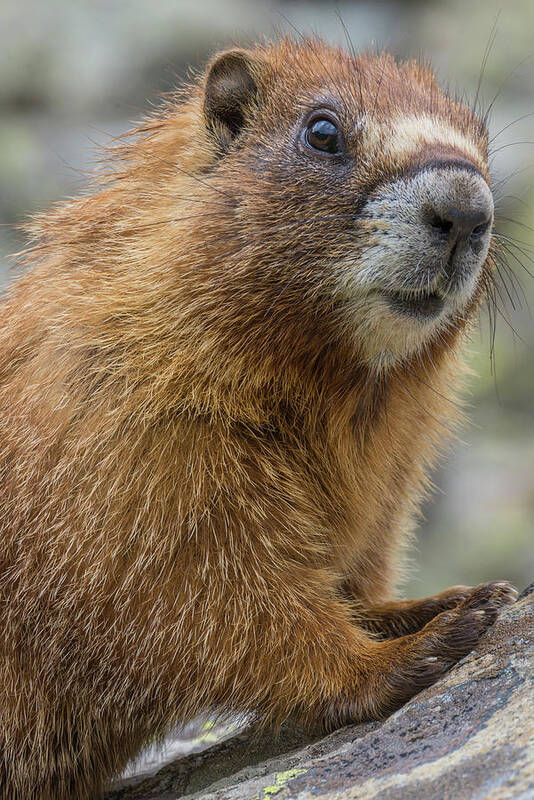 Jeff Foott Art Print featuring the photograph Yellow-bellied Marmot by Jeff Foott