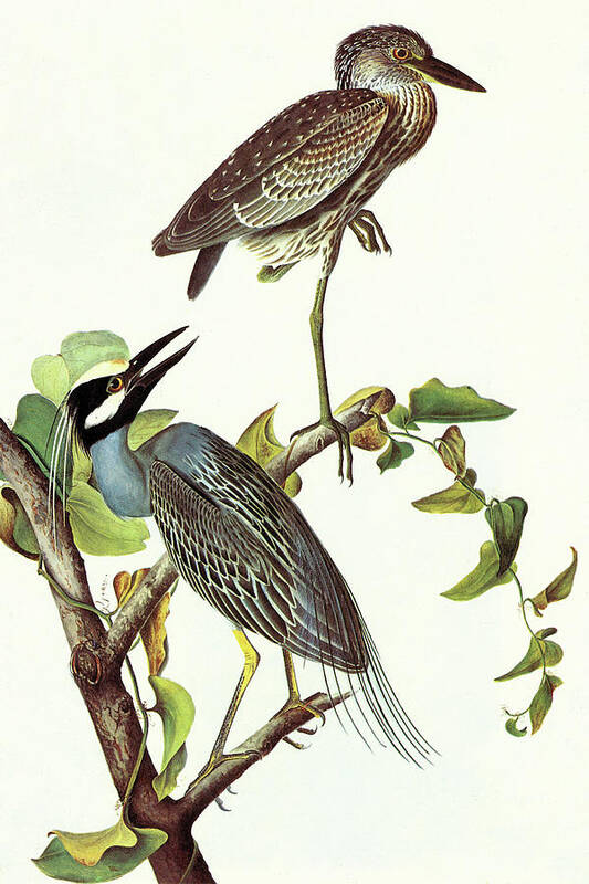 Ornithologist Art Print featuring the painting Yellow Crowned Night Heron & Little Blue Heron by John James Audubon
