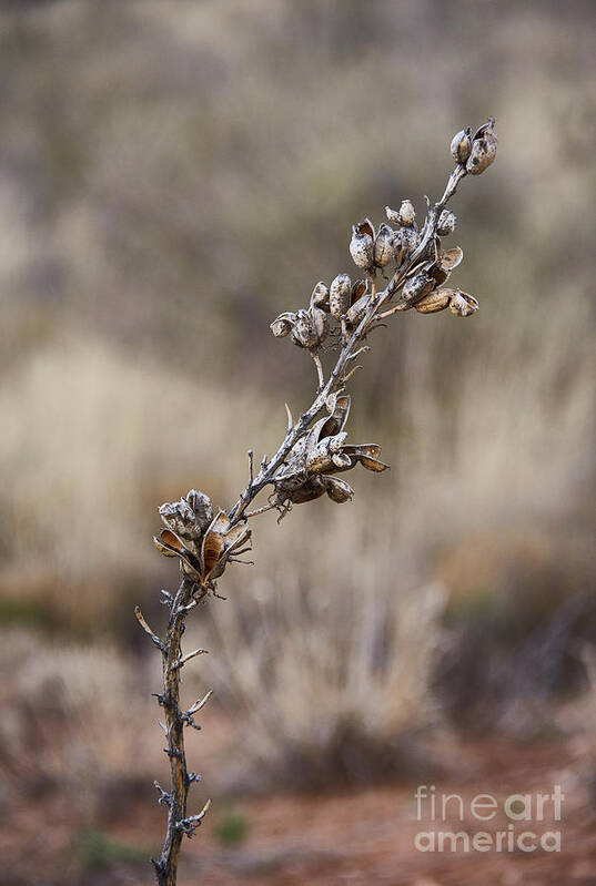 Yucca Art Print featuring the photograph Yucca Seed Pods by Robert WK Clark
