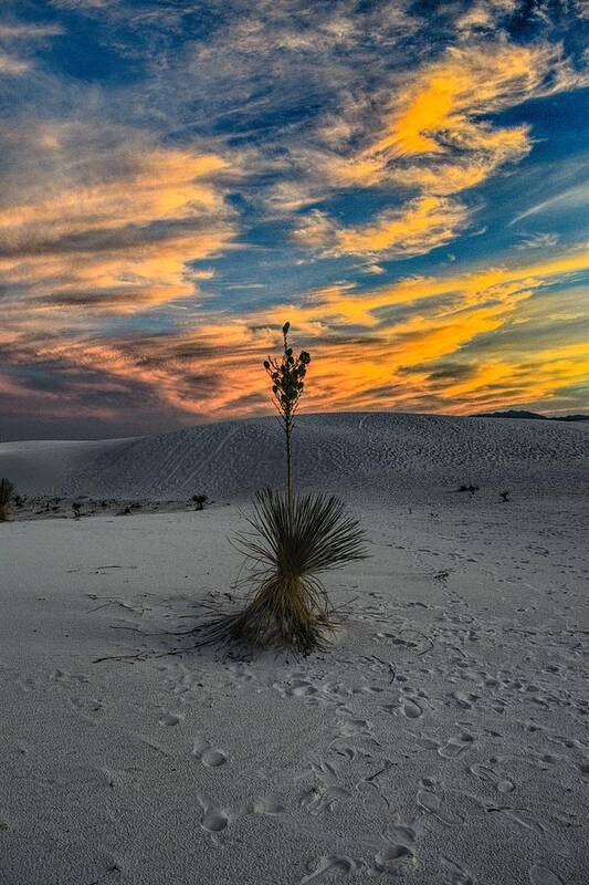 White Sands Art Print featuring the photograph Yucca Sunset Skies at White Sands, New Mexico by Chance Kafka