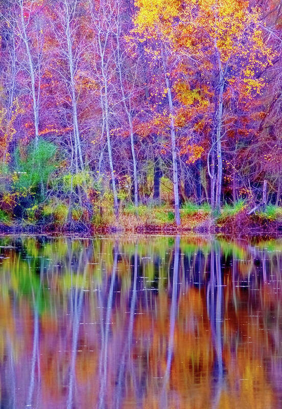 Lake Reflection Art Print featuring the photograph Autumn Reflection #1 by Tom Singleton