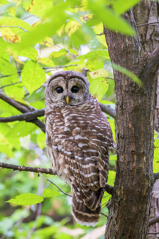 Owl Art Print featuring the photograph Barred Owl #1 by Mircea Costina Photography