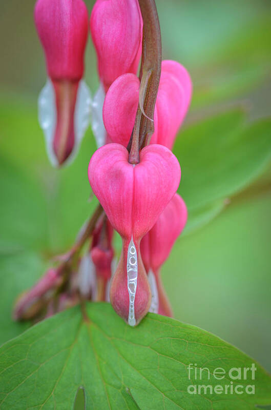 Bleeding Heart Art Print featuring the photograph Bleeding Hearts #1 by Tamara Becker