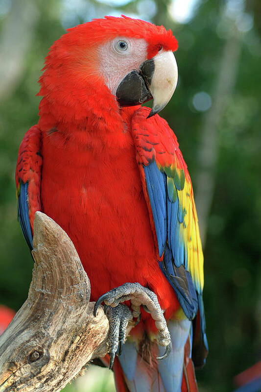Scarlet Macaw Art Print featuring the photograph Colors of the Rainbow by Melissa Southern