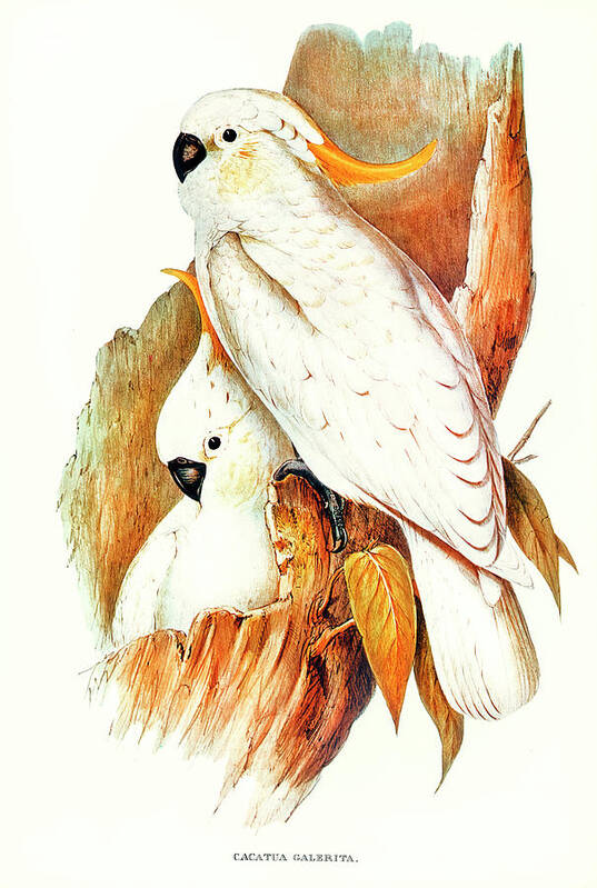 Crested Cockatoo Art Print featuring the drawing Crested Cockatoo #1 by Elizabeth Gould