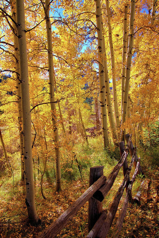 Colorado Art Print featuring the photograph Fall colors #1 by Bob Falcone
