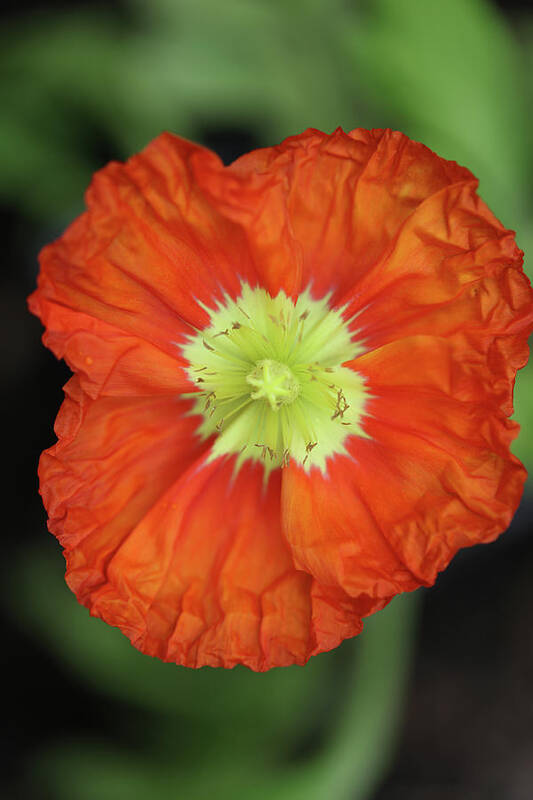 Iceland Poppy Art Print featuring the photograph Iceland Poppy #1 by Tammy Pool