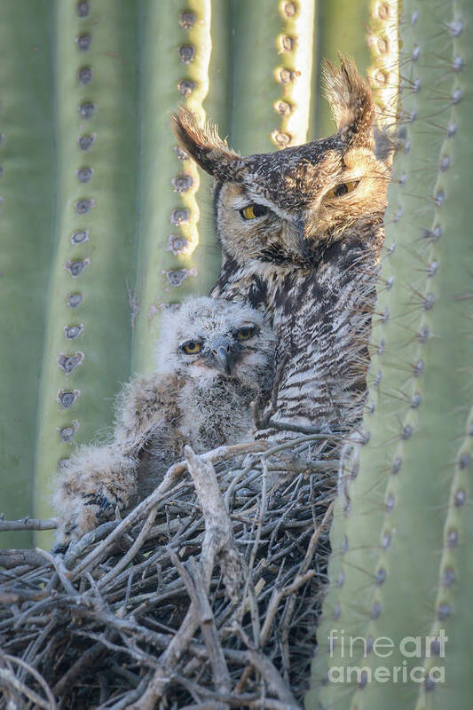 Owl Art Print featuring the photograph Me and Mom Great Horned Owls #2 by Lisa Manifold