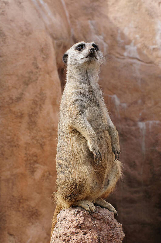 Alert Art Print featuring the photograph Meerkat Standing On a Rock by Tom Potter