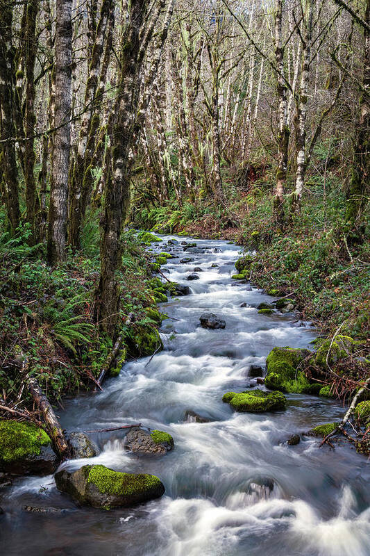 Oregon Mountain Stream Art Print featuring the photograph Oregon Mountain Stream and Alder Trees #1 by Catherine Avilez