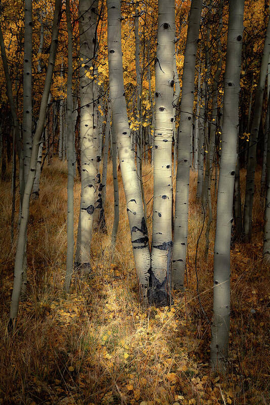 Aspen Trees Art Print featuring the photograph Out of the Shadows #1 by The Forests Edge Photography - Diane Sandoval